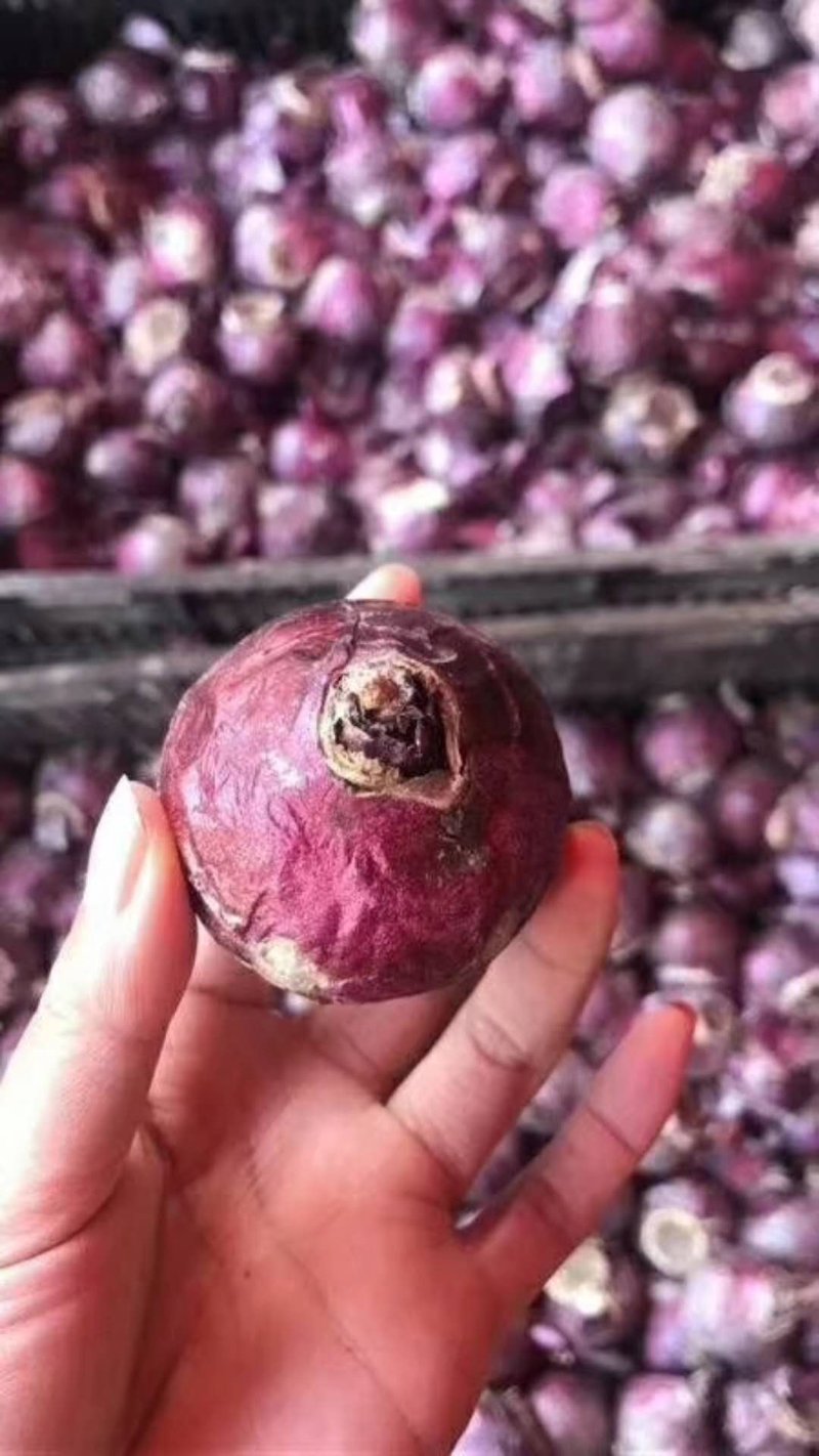 风信子种球批发